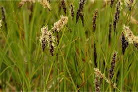 Attēlu rezultāti vaicājumam “Carex appropinquata”