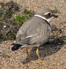 Attēlu rezultāti vaicājumam “Charadrius hiaticula”