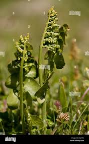 Attēlu rezultāti vaicājumam “Ophioglossum vulgatum”