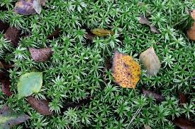 Attēlu rezultāti vaicājumam “Sphagnum girgensohnii”