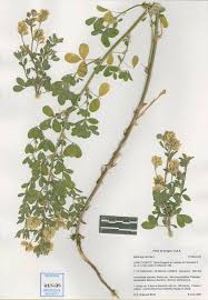 Attēlu rezultāti vaicājumam “Medicago sativa subsp. sativa”