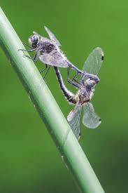Attēlu rezultāti vaicājumam “Leucorrhinia albifrons”