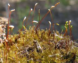 Attēlu rezultāti vaicājumam “Campylophyllum calcareum”