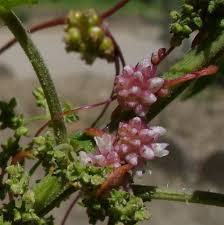 Attēlu rezultāti vaicājumam “Cuscuta europaea flower”