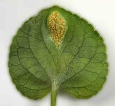 Attēlu rezultāti vaicājumam “Viola riviniana leaf”