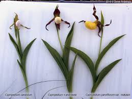 Attēlu rezultāti vaicājumam “Cypripedium calceolus flower”