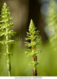 Attēlu rezultāti vaicājumam “Equisetum palustre”