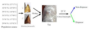 Attēlu rezultāti vaicājumam “Cabera exanthemata female”