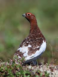 Image result for Lagopus lagopus