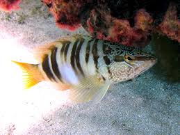 Image result for Serranus atricauda
