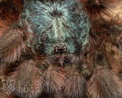 Attēlu rezultāti vaicājumam “Badhamia versicolor”