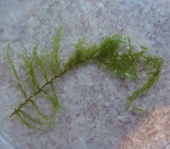 Attēlu rezultāti vaicājumam “Warnstorfia fluitans”