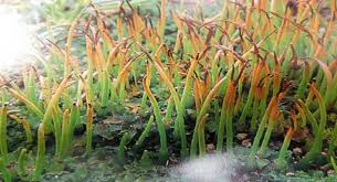 Attēlu rezultāti vaicājumam “Jungermannia hyalina”