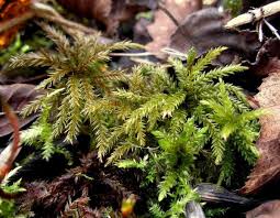 Attēlu rezultāti vaicājumam “Climacium dendroides sporophyte”