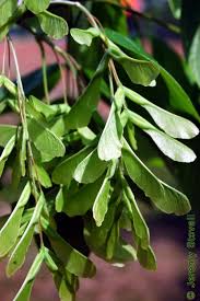 Attēlu rezultāti vaicājumam “Acer negundo fruit”