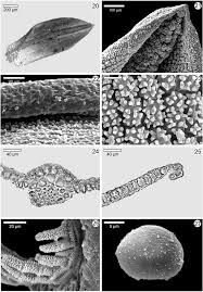 Attēlu rezultāti vaicājumam “Tortula truncata sporophyte”