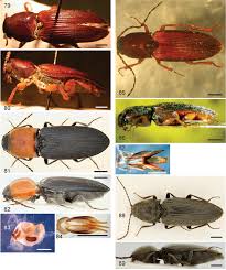 Attēlu rezultāti vaicājumam “Cardiophorus ruficollis”