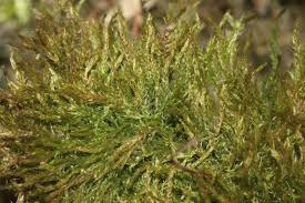 Attēlu rezultāti vaicājumam “Amblystegium serpens”