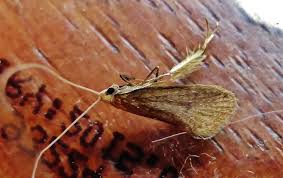 Attēlu rezultāti vaicājumam “Nematopogon sp.”