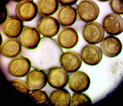 Attēlu rezultāti vaicājumam “Licea pusilla spores”