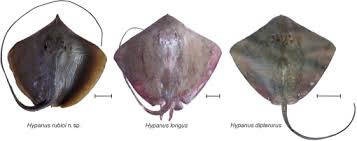 Image result for Hypanus say