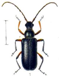 Attēlu rezultāti vaicājumam “Cortodera femorata”