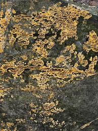 Attēlu rezultāti vaicājumam “Xanthoria parietina”