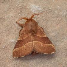 Attēlu rezultāti vaicājumam “Malacosoma neustria”