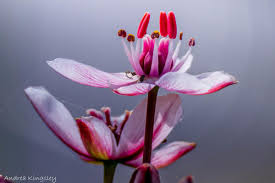 Attēlu rezultāti vaicājumam “Butomaceae”