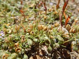 Attēlu rezultāti vaicājumam “Spergularia rubra”