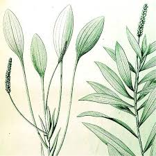 Attēlu rezultāti vaicājumam “Potamogeton trichoides leaf”