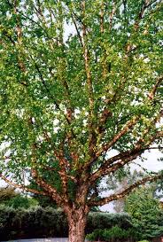 Attēlu rezultāti vaicājumam “Betula”