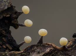 Attēlu rezultāti vaicājumam “Physarum gravidum stalked”