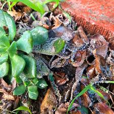 Attēlu rezultāti vaicājumam “Diachea leucopodia stalked”