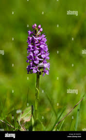 Attēlu rezultāti vaicājumam “Gymnadenia conopsea bud”