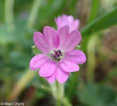Attēlu rezultāti vaicājumam “Geranium molle flower”