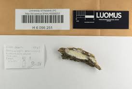 Attēlu rezultāti vaicājumam “Sidera lenis”