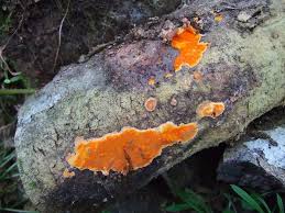 Attēlu rezultāti vaicājumam “Ceriporia”