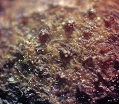 Attēlu rezultāti vaicājumam “Lycogala ustulatum macro”