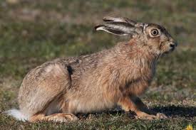 Attēlu rezultāti vaicājumam “Lepus europaeus adult”