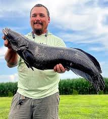 Image result for Channa argus