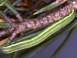 Attēlu rezultāti vaicājumam “Bupalus piniaria male”