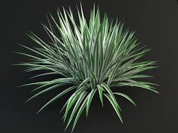 Attēlu rezultāti vaicājumam “Holcus mollis”