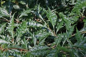 Attēlu rezultāti vaicājumam “Fagus sylvatica fo. laciniata”