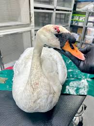 Image result for South Yorkshire Swans