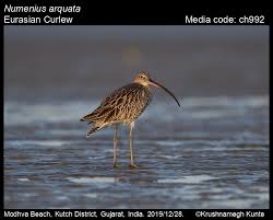 Attēlu rezultāti vaicājumam “Numenius arquata”