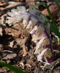 Attēlu rezultāti vaicājumam “Lathraea squamaria bud”