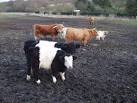 Highland cattle at Chenies - via Daymix