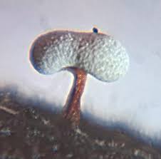 Attēlu rezultāti vaicājumam “Physarum gravidum”