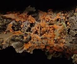 Attēlu rezultāti vaicājumam “Erythricium aurantiacum”